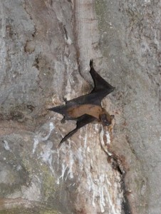 Šikšnosparnis medžioklėje